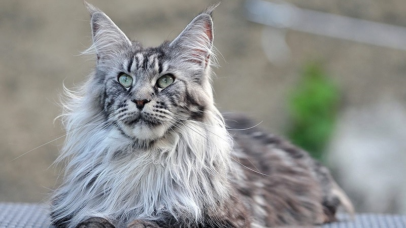 Кошки породы с большими ушами и вытянутой мордой