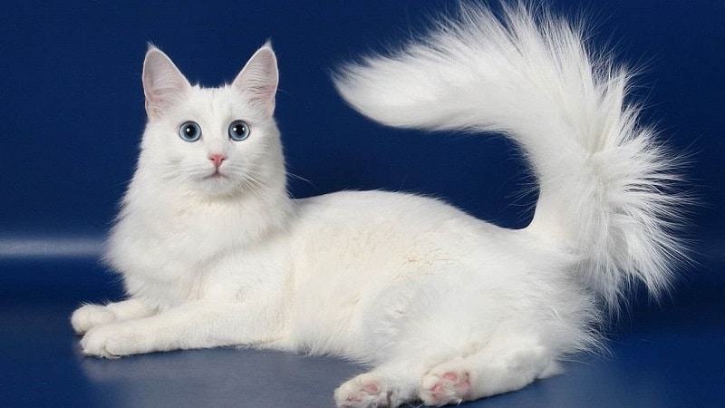 Кошки породы с большими ушами и вытянутой мордой