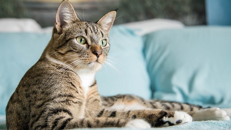 Кошки породы с большими ушами и вытянутой мордой