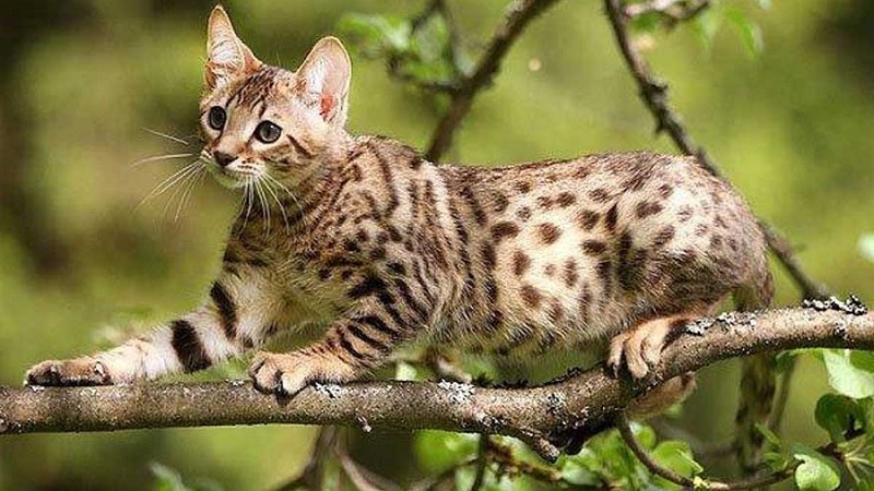 Кошки породы с большими ушами и вытянутой мордой