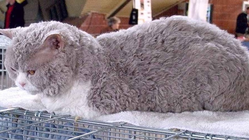 Кошки породы с большими ушами и вытянутой мордой