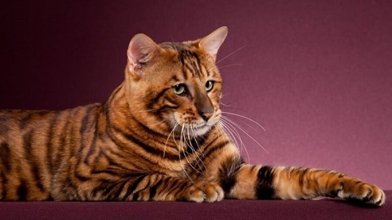 Кошки породы с большими ушами и вытянутой мордой