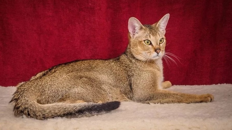 Кошки породы с большими ушами и вытянутой мордой