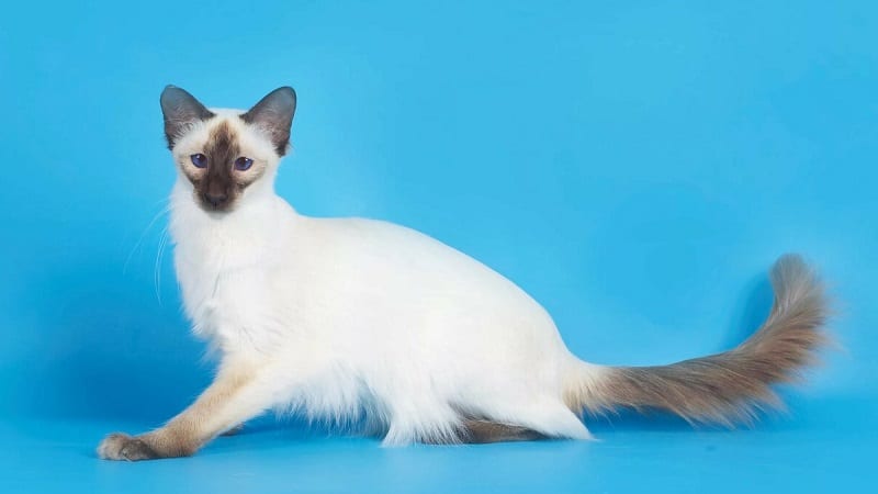 Кошки породы с большими ушами и вытянутой мордой