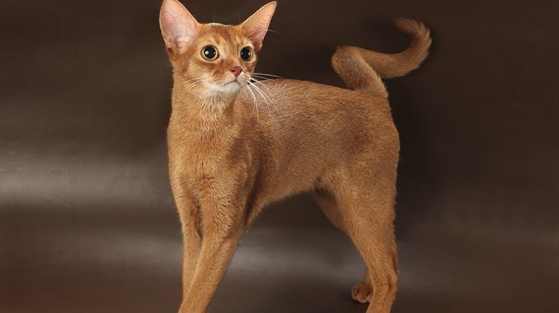 Кошки породы с большими ушами и вытянутой мордой