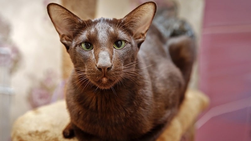 Кошки породы с большими ушами и вытянутой мордой