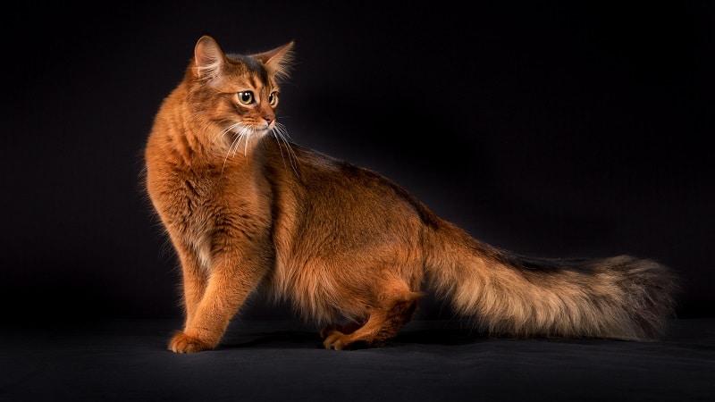 Кошки породы с большими ушами и вытянутой мордой