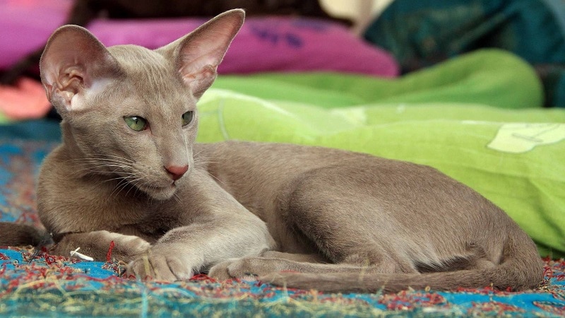 Кошки породы с большими ушами и вытянутой мордой