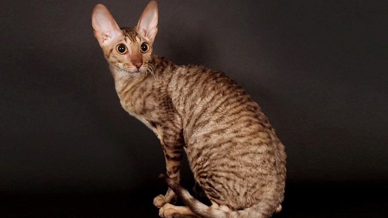 Кошки породы с большими ушами и вытянутой мордой