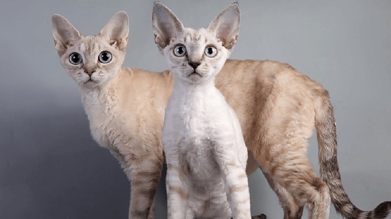 Кошки породы с большими ушами и вытянутой мордой