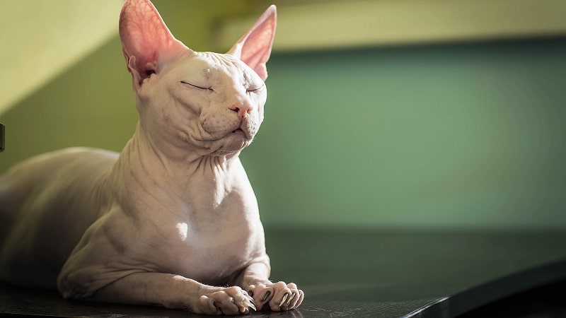 Кошки породы с большими ушами и вытянутой мордой