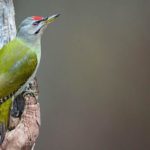 Седой дятел