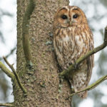 Серая неясыть