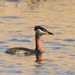 Серощекая поганка