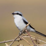 Серощекая поганка