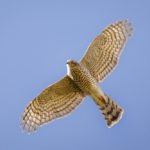 Тетеревятник