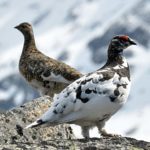 Тундряная куропатка