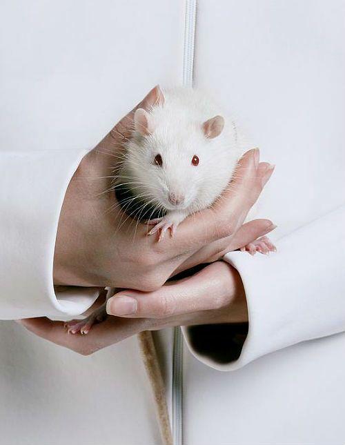 приручение крысы Дамбо