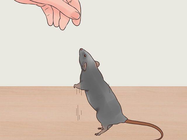 Уход за крысами Дамбо – приручение