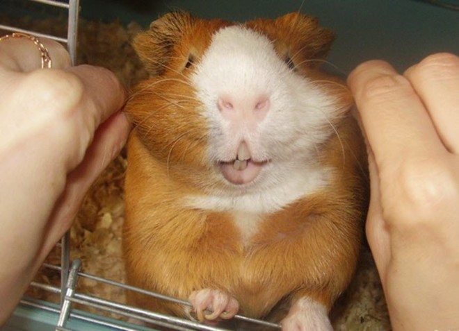 Зубы морской свинки