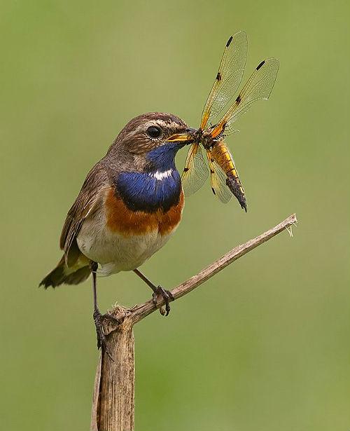 Варакушка - питание