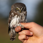 Воробьиный сыч