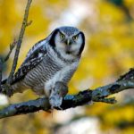 Ястребиная сова
