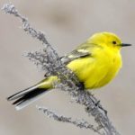 Желтолобая трясогузка