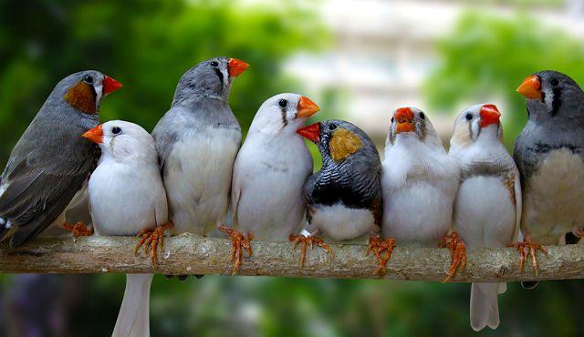 Зебровые зяблики – размножение