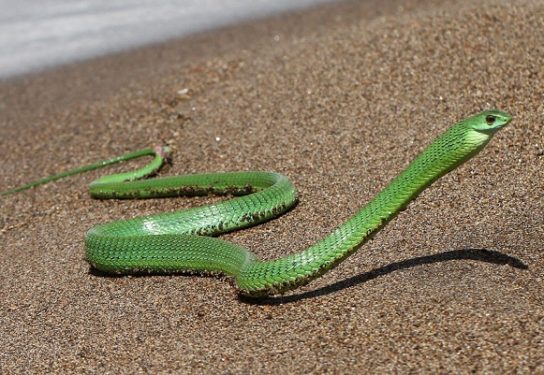 Растительный мир Африки: список редких представителей флоры и фауны, эндемики африканского континента