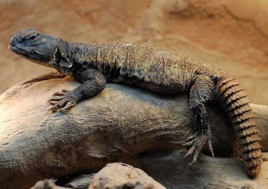 Растительный мир Африки: список редких представителей флоры и фауны, эндемики африканского континента