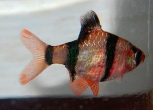 Краснуха у барбуса Краснуха у барбуса