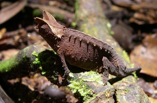 Растительный мир Африки: список редких представителей флоры и фауны, эндемики африканского континента