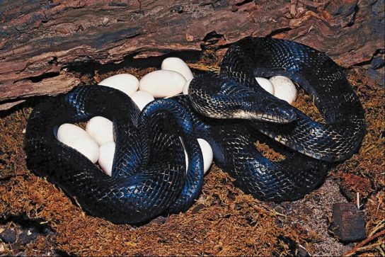 Растительный мир Африки: список редких представителей флоры и фауны, эндемики африканского континента