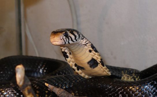 Растительный мир Африки: список редких представителей флоры и фауны, эндемики африканского континента