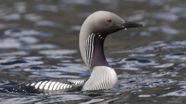 Чернозобая гагара