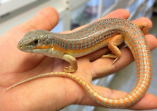 Растительный мир Африки: список редких представителей флоры и фауны, эндемики африканского континента