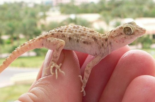 Растительный мир Африки: список редких представителей флоры и фауны, эндемики африканского континента