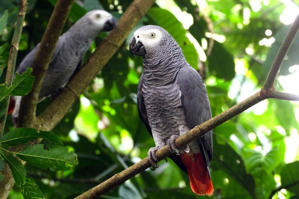 Сколько живут жако в домашних условиях