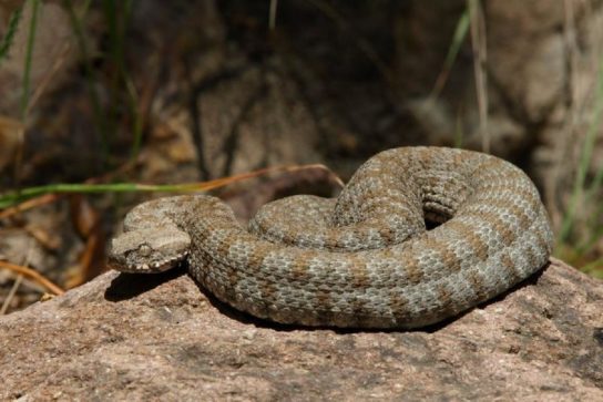 Растительный мир Африки: список редких представителей флоры и фауны, эндемики африканского континента