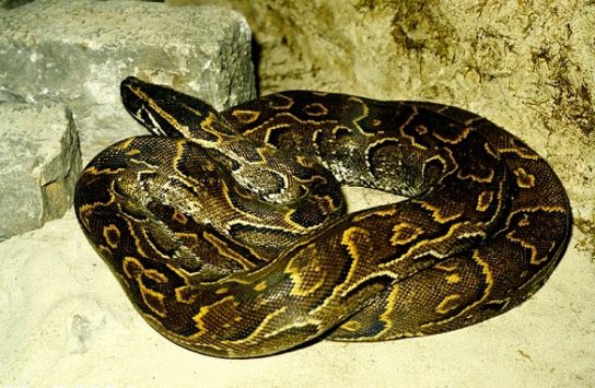 Растительный мир Африки: список редких представителей флоры и фауны, эндемики африканского континента