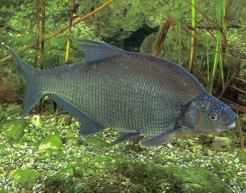 как выглядит черный амурский лещ