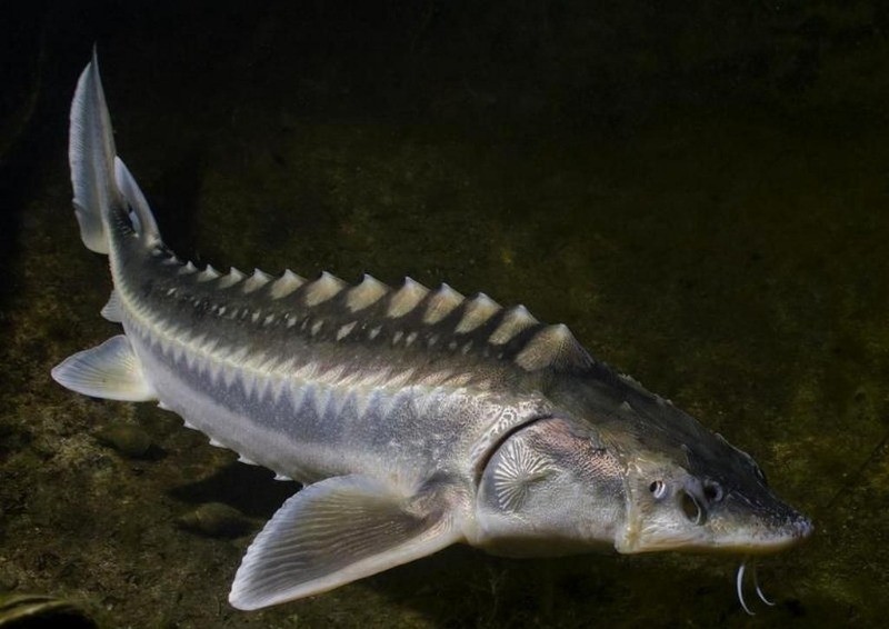 как выглядит осетр