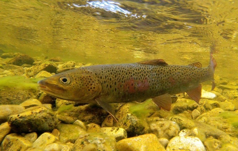 ленки живут в сибирских реках