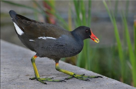 чем питается камышница