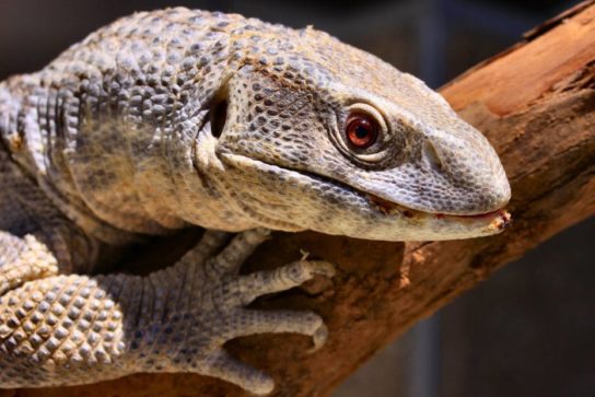 Растительный мир Африки: список редких представителей флоры и фауны, эндемики африканского континента