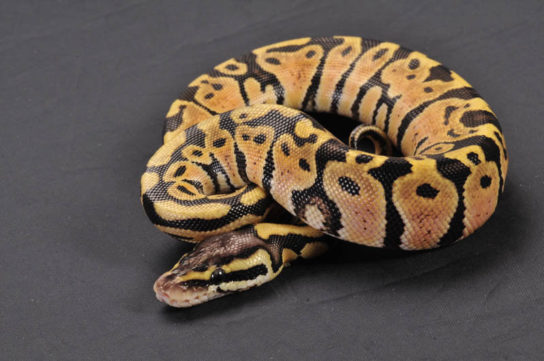 Растительный мир Африки: список редких представителей флоры и фауны, эндемики африканского континента