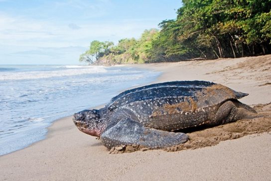 Растительный мир Африки: список редких представителей флоры и фауны, эндемики африканского континента