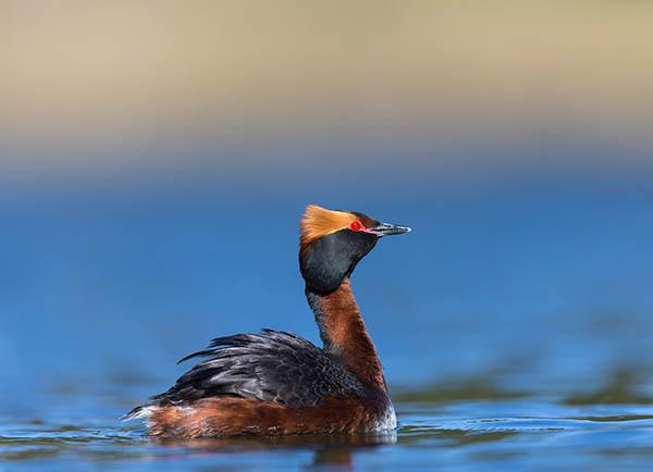 Красношейная поганка