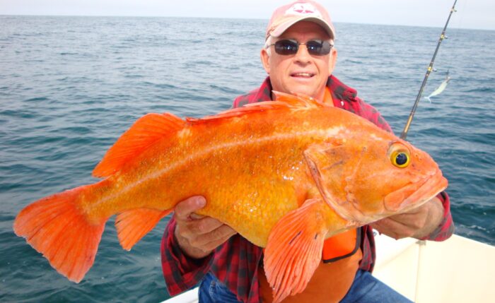 Морской окунь золотистый отличается крупными размерами